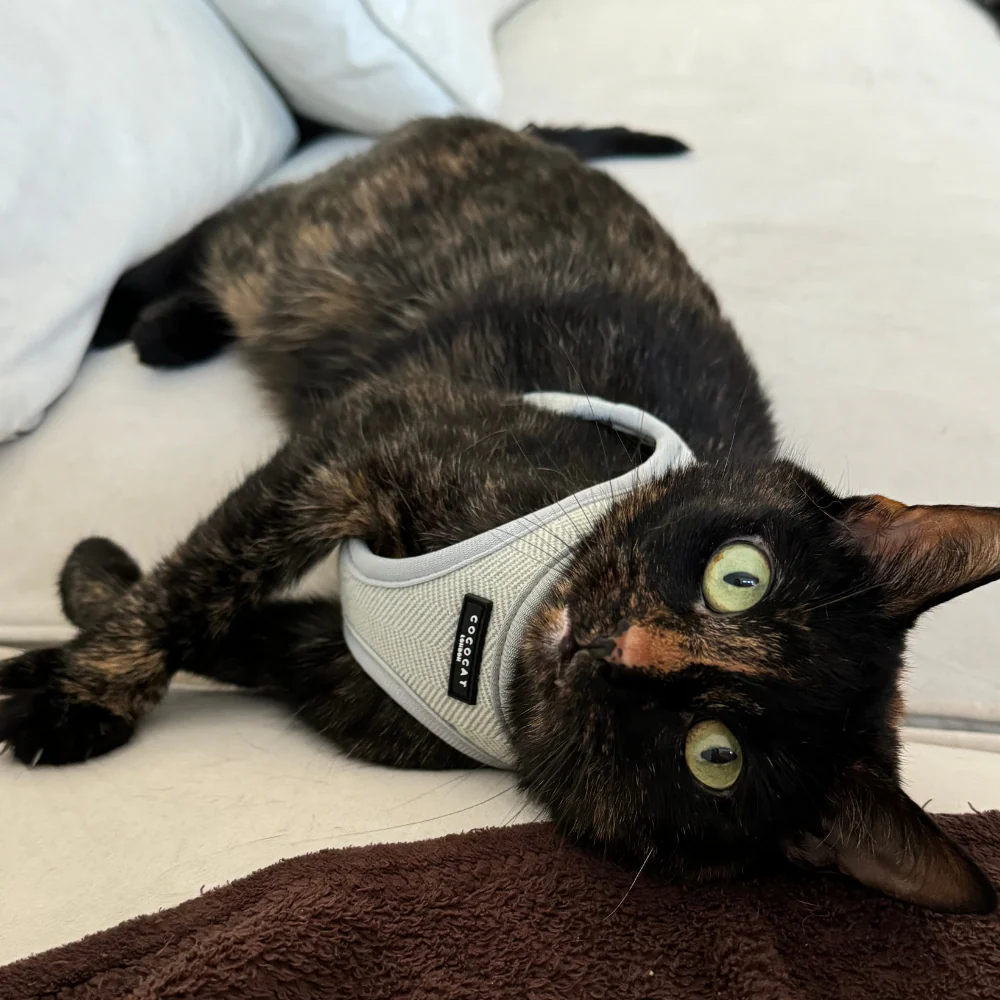 Cat Harness - Sage Tweed - Image 14