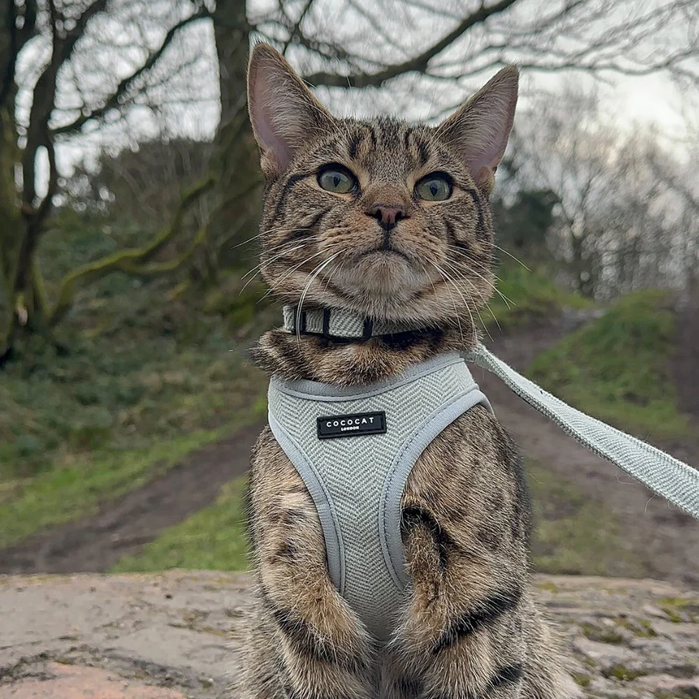Cat Harness - Sage Tweed - Image 20