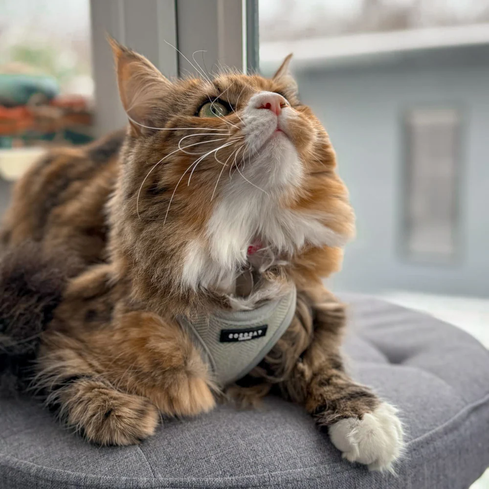 Cat Harness - Sage Tweed - Image 22