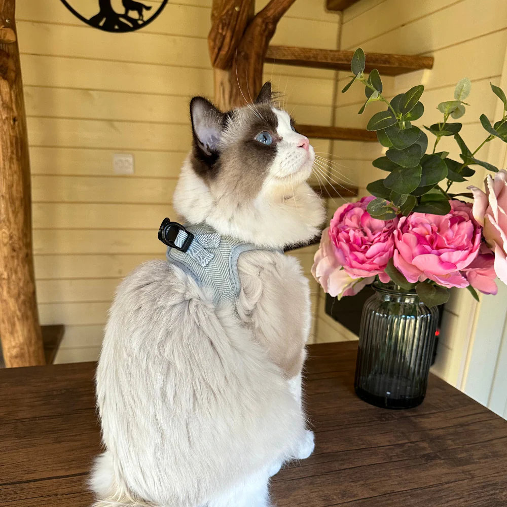 Cat Harness - Sage Tweed - Image 24