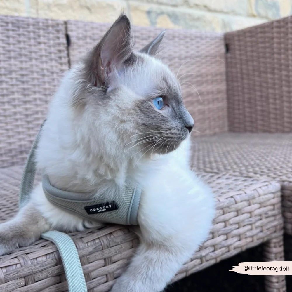 Cat Harness - Sage Tweed - Image 26
