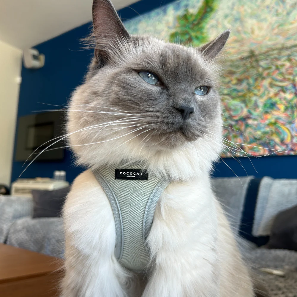 Cat Harness - Sage Tweed - Image 4