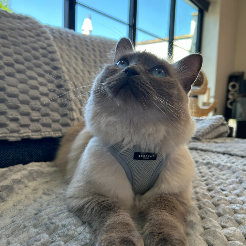 Cat Harness - Sage Tweed - Image 7