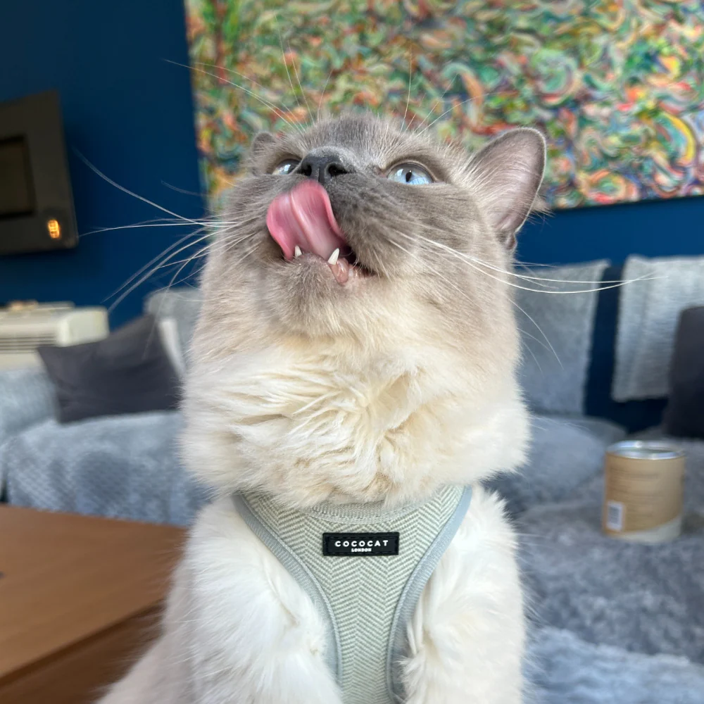 Cat Harness - Sage Tweed - Image 9