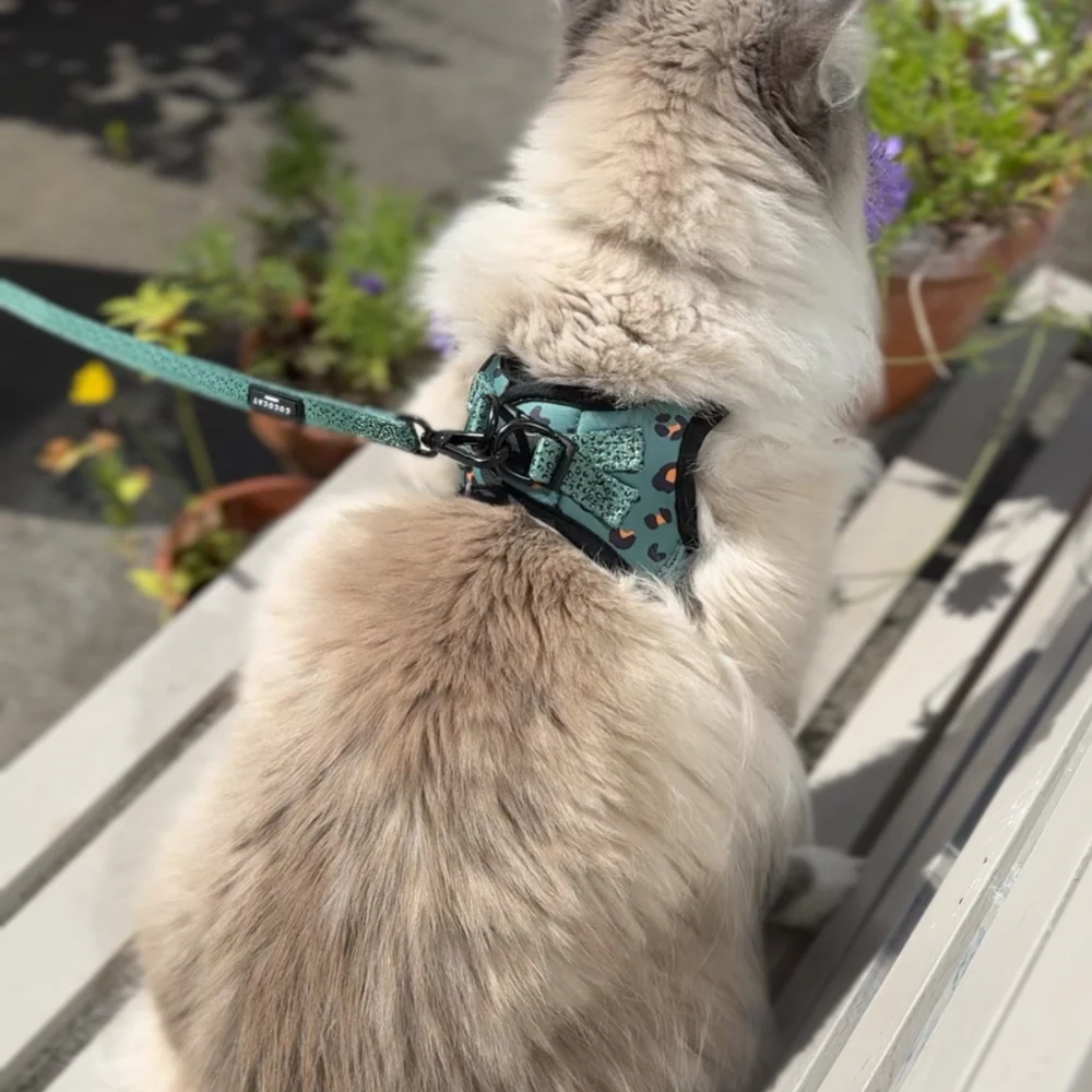 Cat Harness - Khaki Leopard - Image 5
