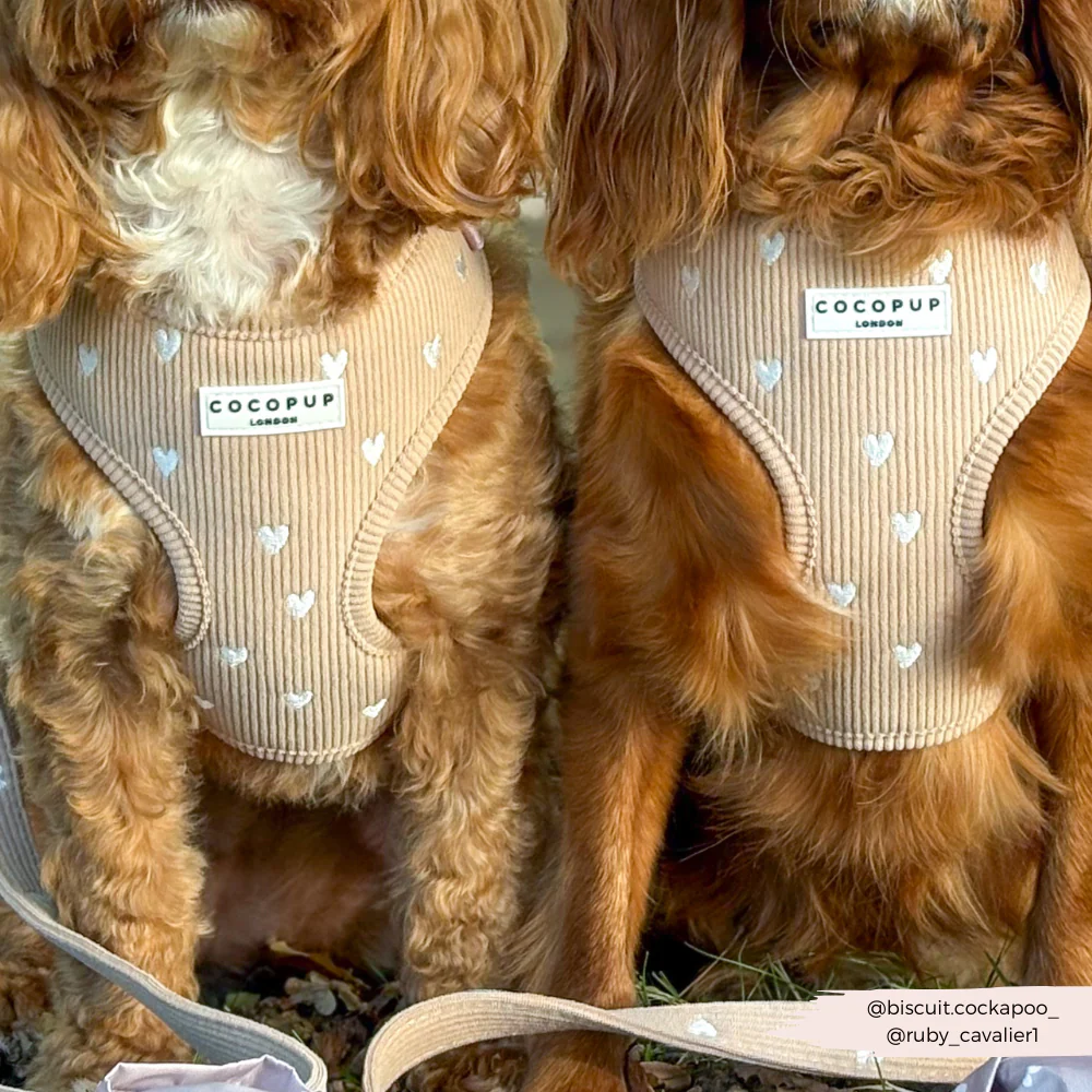 Chai Hearts Adjustable Neck Harness, Lead & Collar Bundle - Image 12