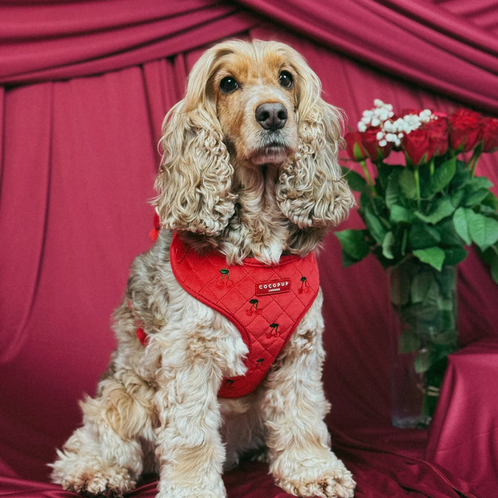 Cherry Velvet Crush Adjustable Neck HARNESS - Image 9