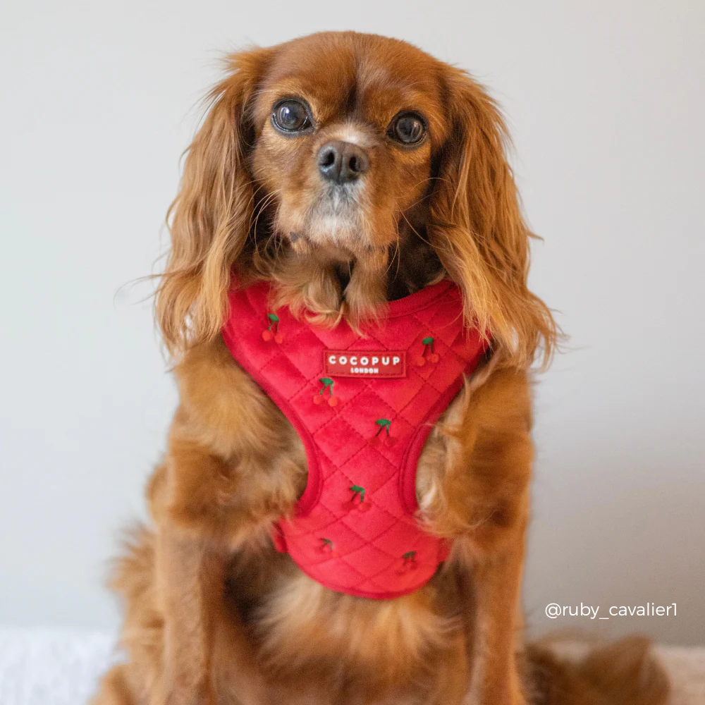 Cherry Velvet Crush Adjustable Neck HARNESS - Image 8
