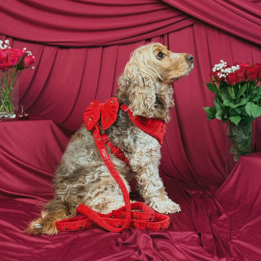 Cherry Velvet Crush Lead - Image 3