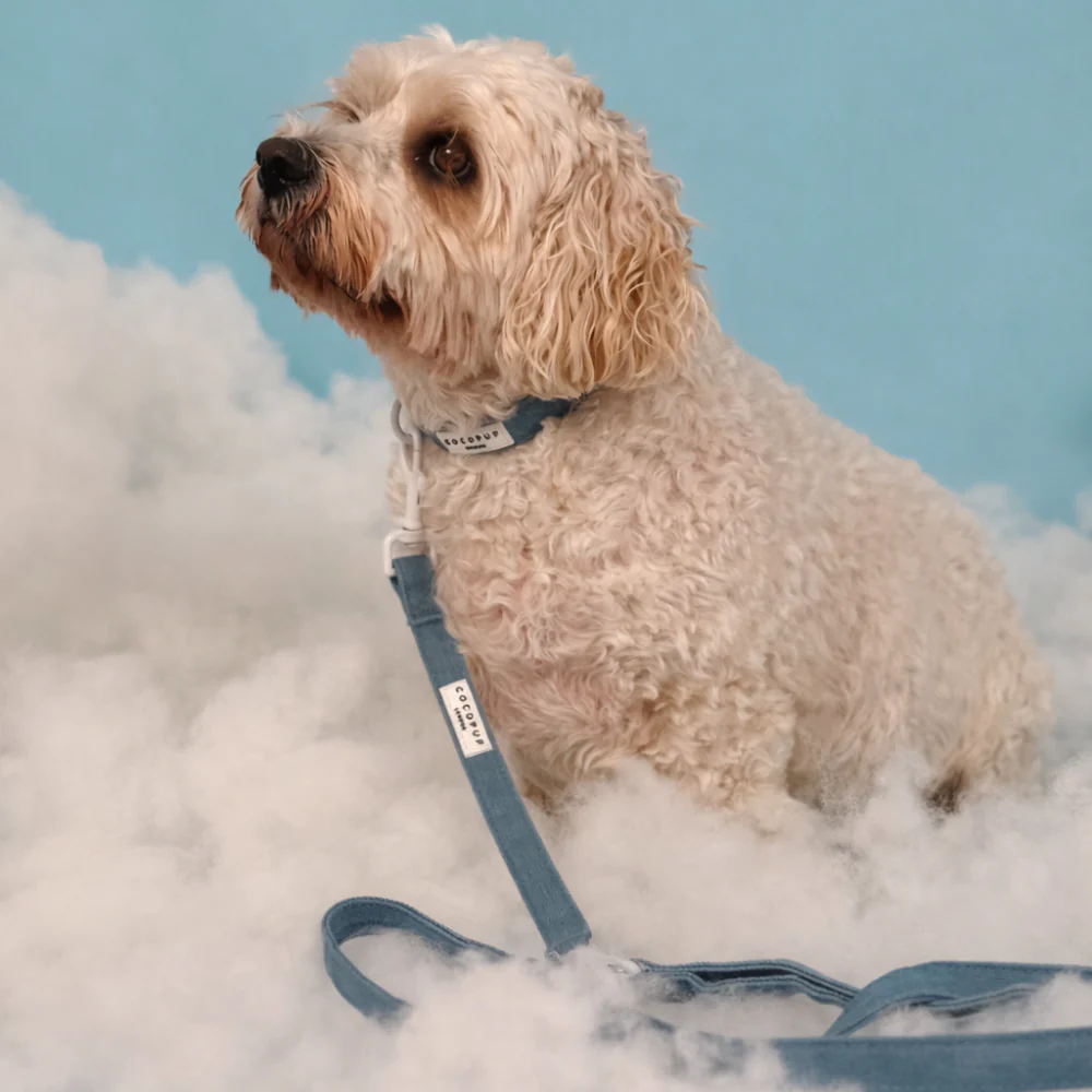 Cloud Nine COLLAR - Image 3