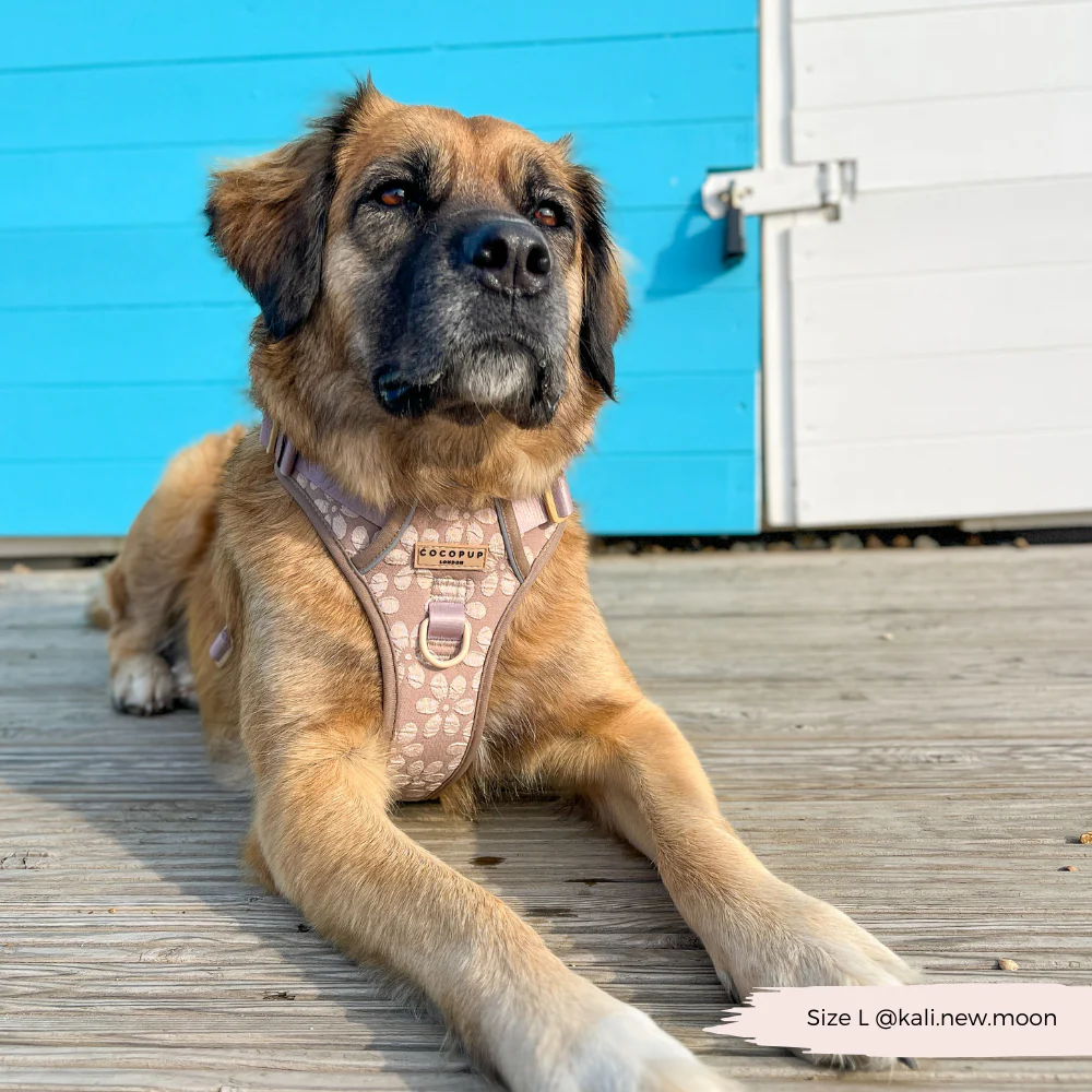 Explore Harness - Mocha Flower - Image 16