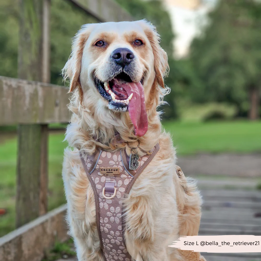 Explore Harness - Mocha Flower - Image 24