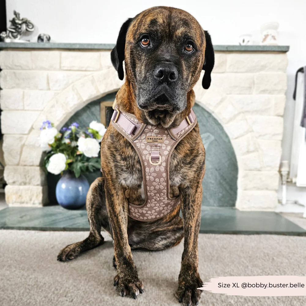 Explore Harness - Mocha Flower - Image 31
