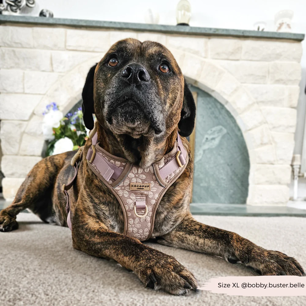 Explore Harness - Mocha Flower - Image 8