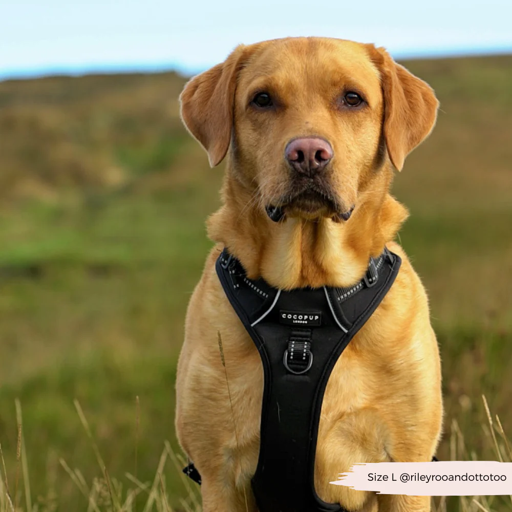 Explore Harness - NAKD Liquorice - Image 6