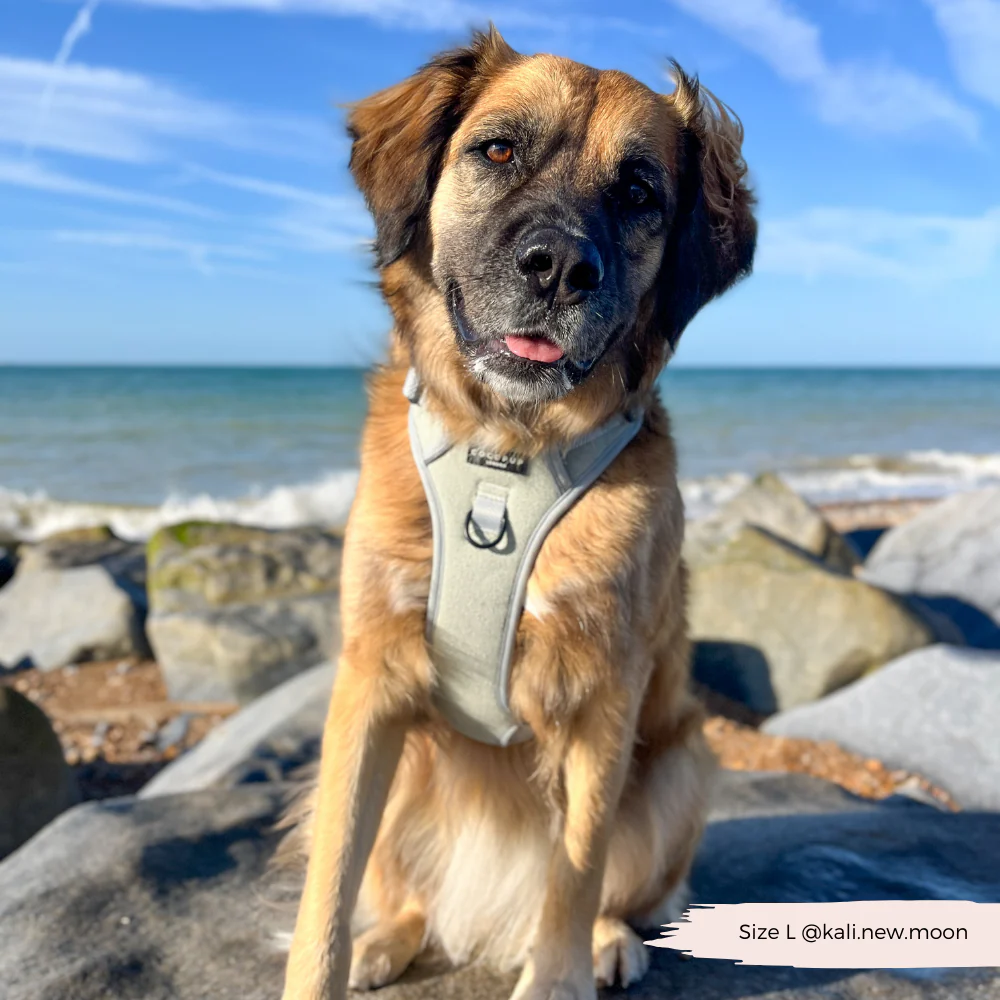 Explore Harness - Sage Tweed - Image 16
