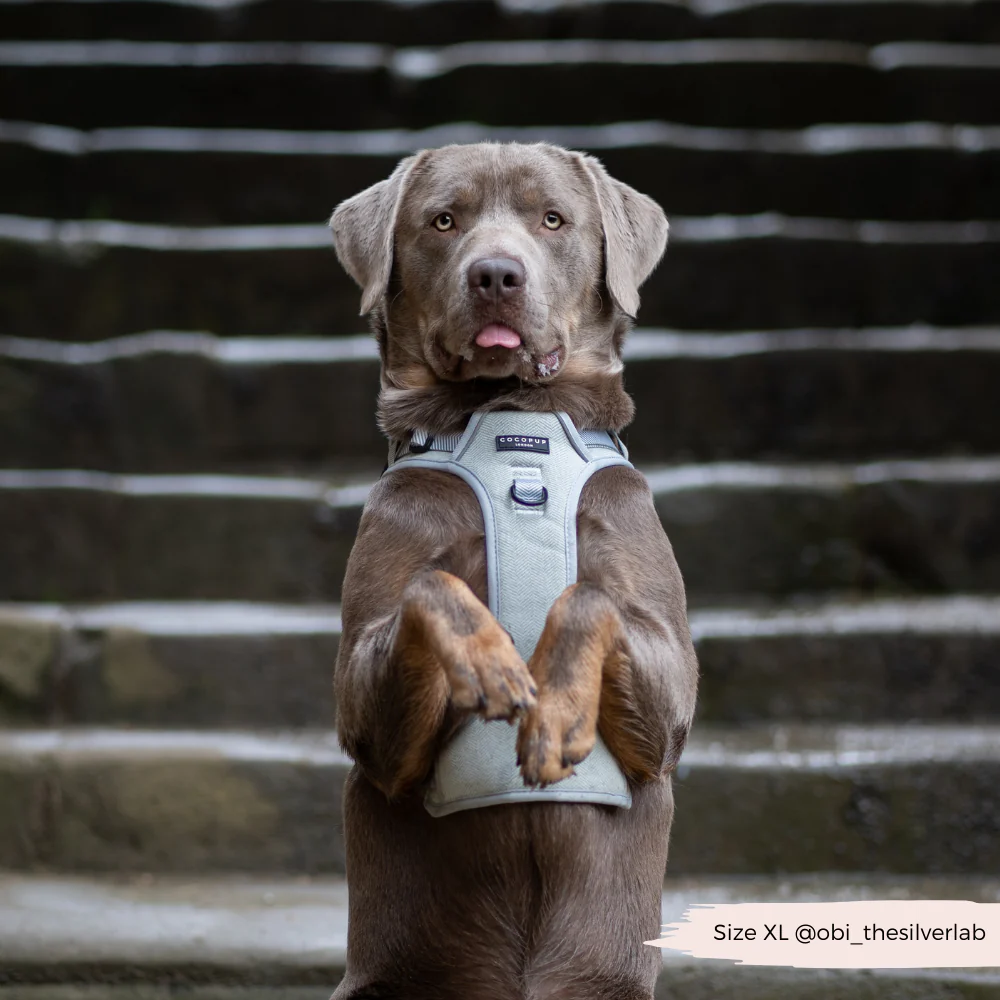Explore Harness - Sage Tweed - Image 17