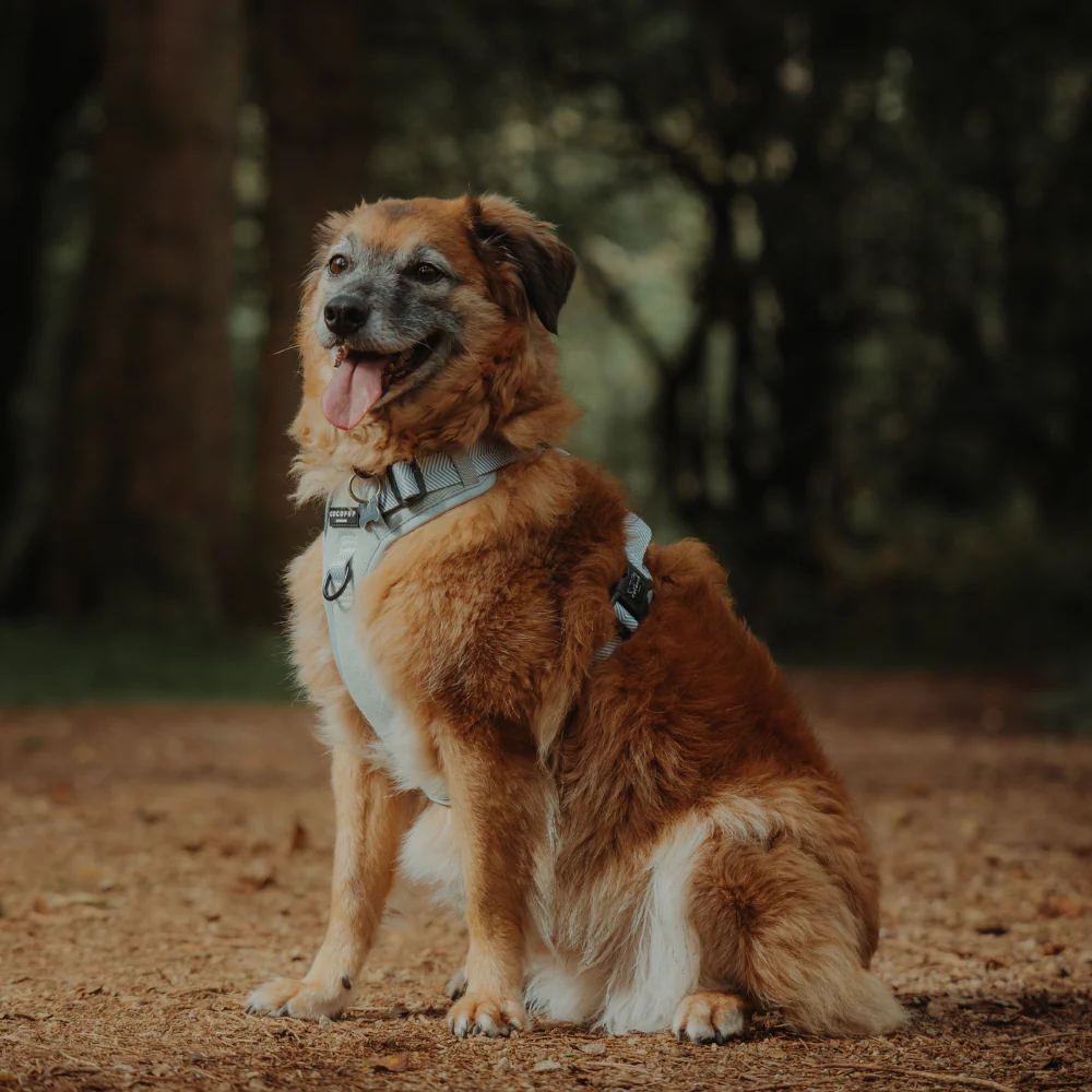 Explore Harness - Sage Tweed - Image 19