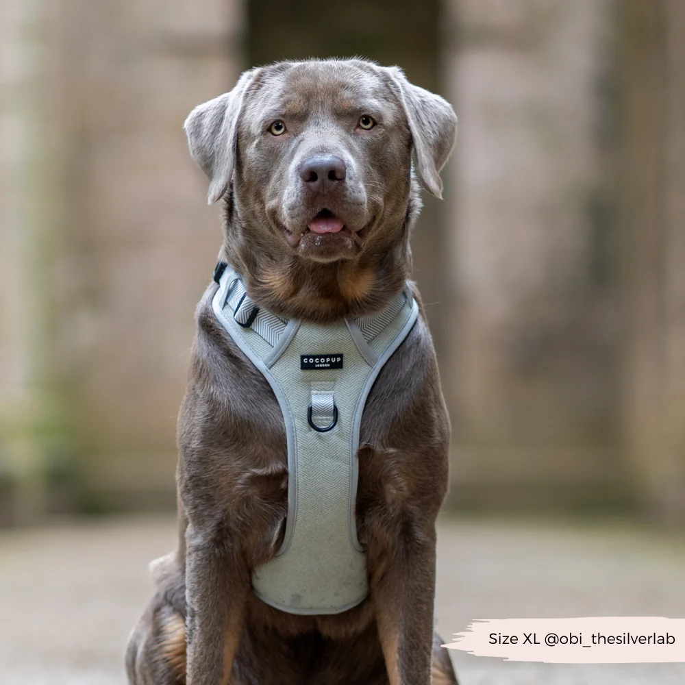 Explore Harness - Sage Tweed - Image 20