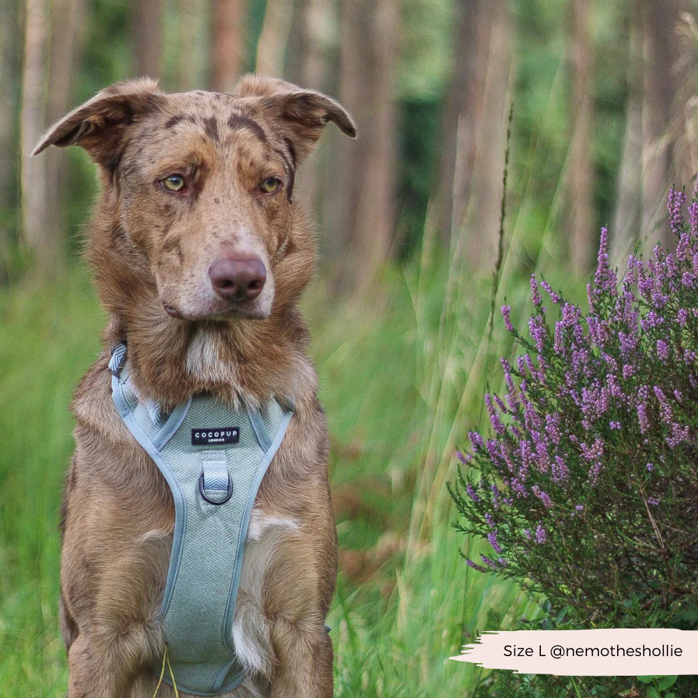 Explore Harness - Sage Tweed - Image 22