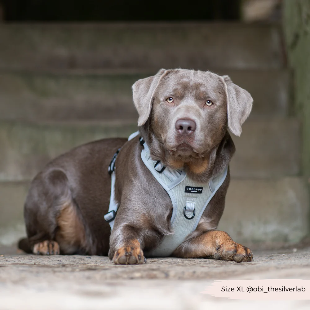 Explore Harness - Sage Tweed - Image 23