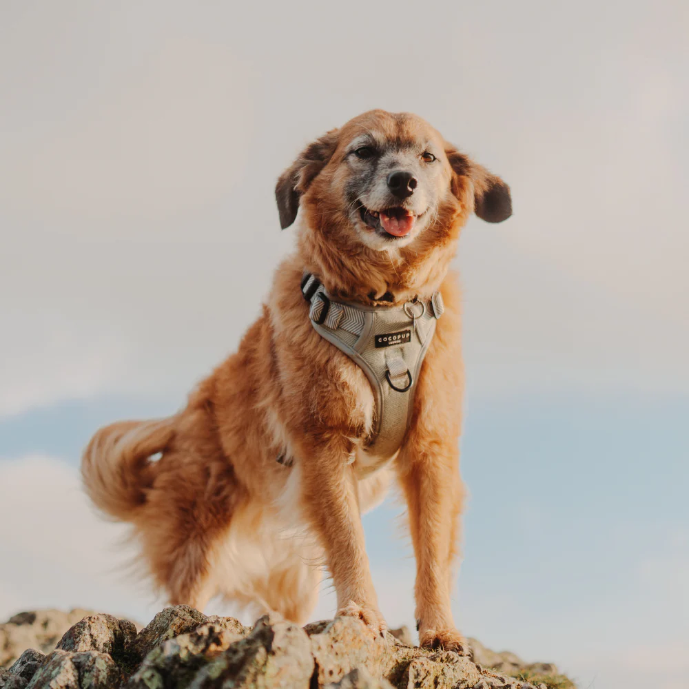 Explore Harness - Sage Tweed - Image 25