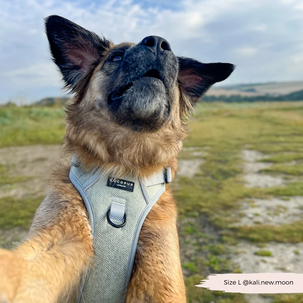 Explore Harness - Sage Tweed - Image 26