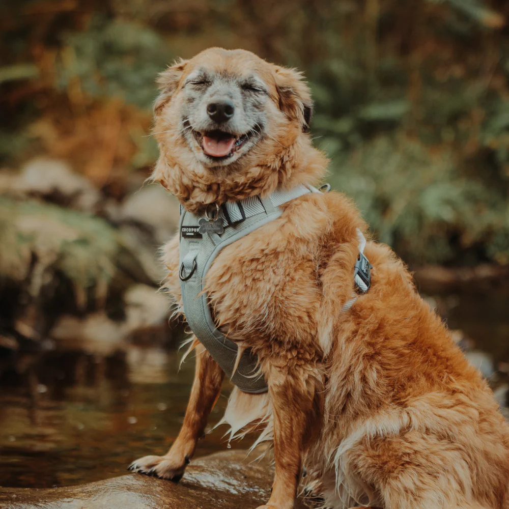 Explore Harness - Sage Tweed - Image 29