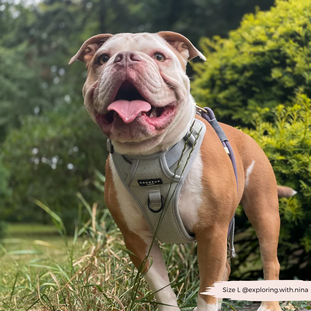 Explore Harness - Sage Tweed - Image 31