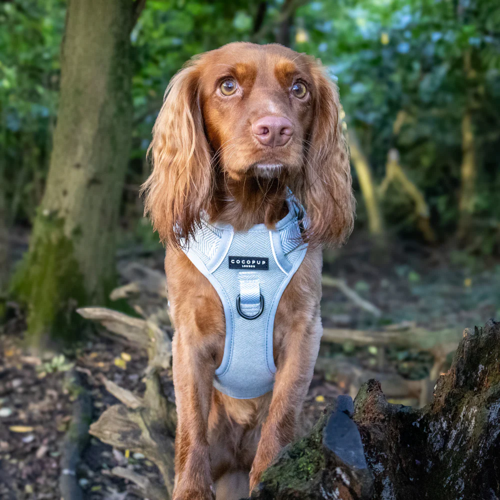 Explore Harness - Sage Tweed - Image 37