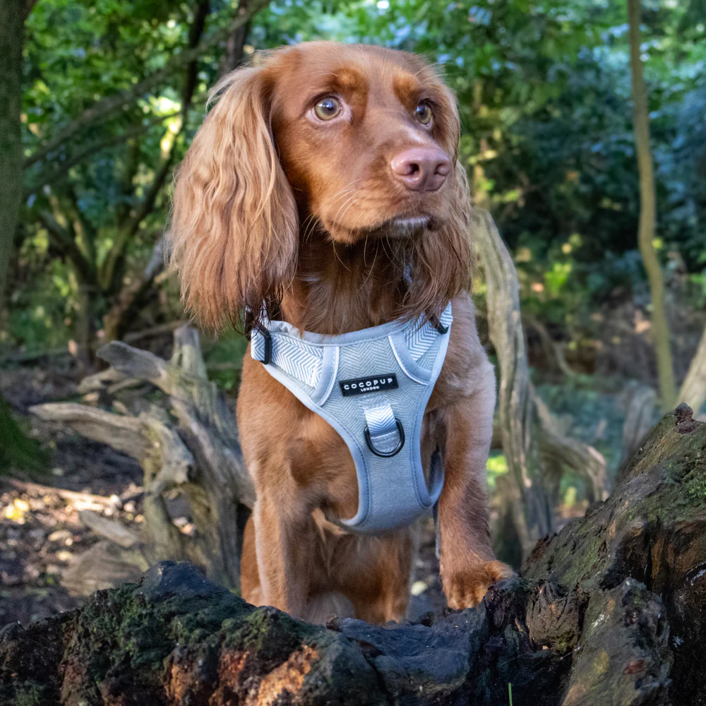Explore Harness - Sage Tweed - Image 38