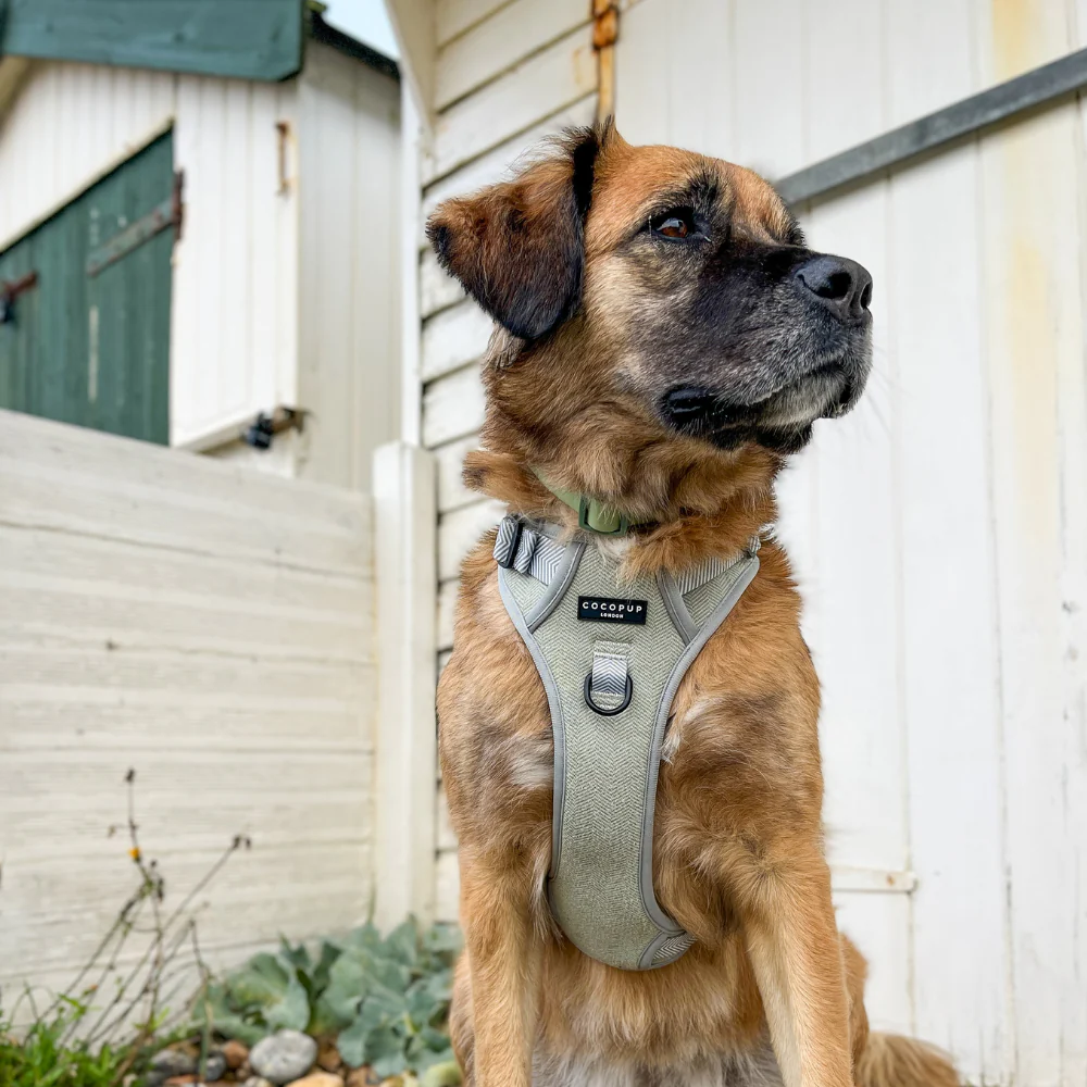 Explore Harness - Sage Tweed - Image 40
