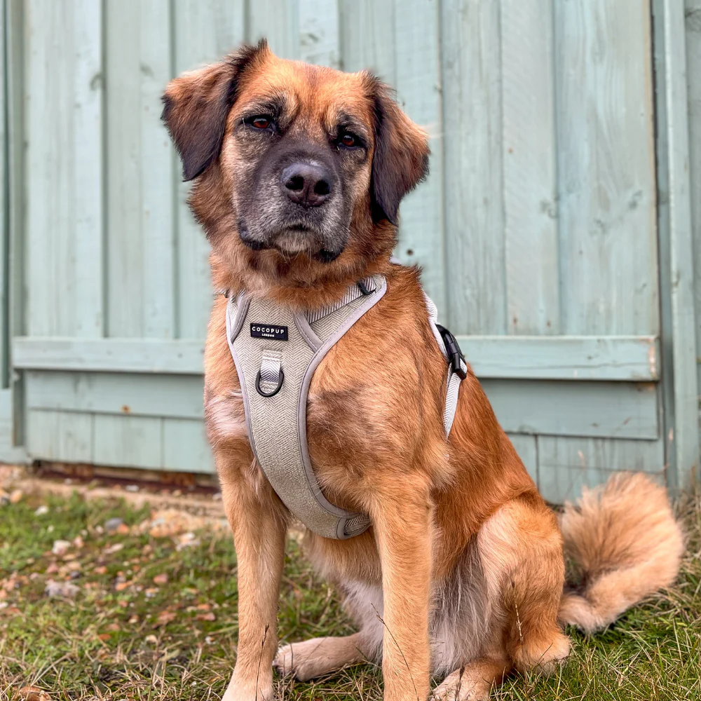 Explore Harness - Sage Tweed - Image 41