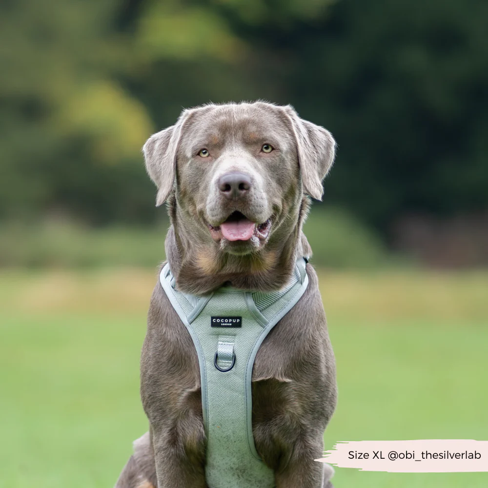 Explore Harness - Sage Tweed - Image 6