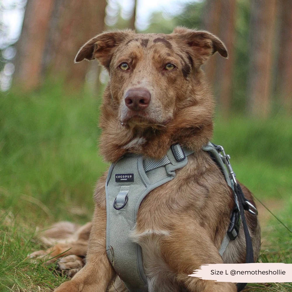 Explore Harness - Sage Tweed - Image 7