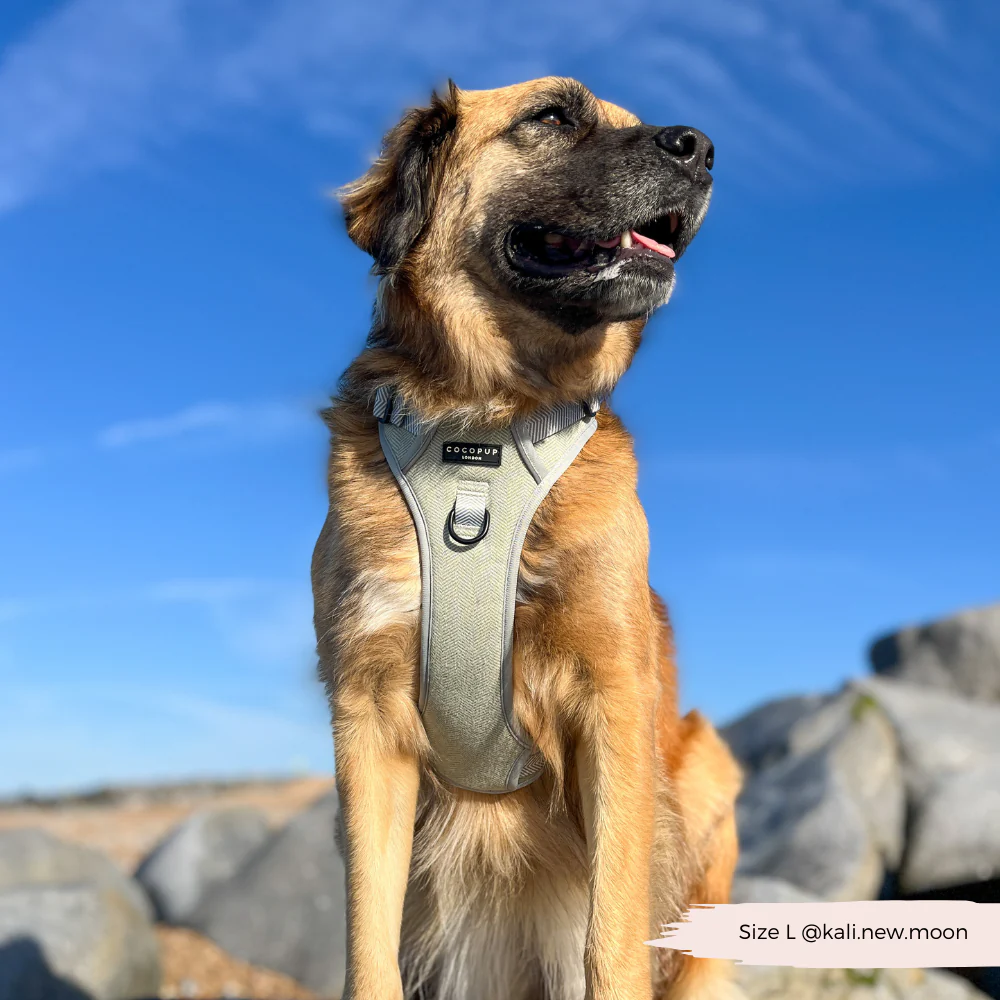 Explore Harness - Sage Tweed - Image 8