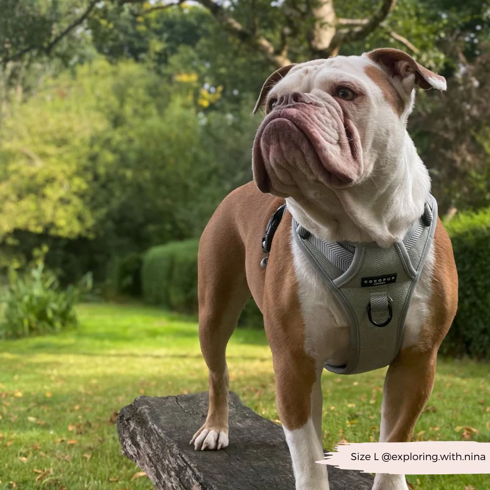 Explore Harness - Sage Tweed - Image 9