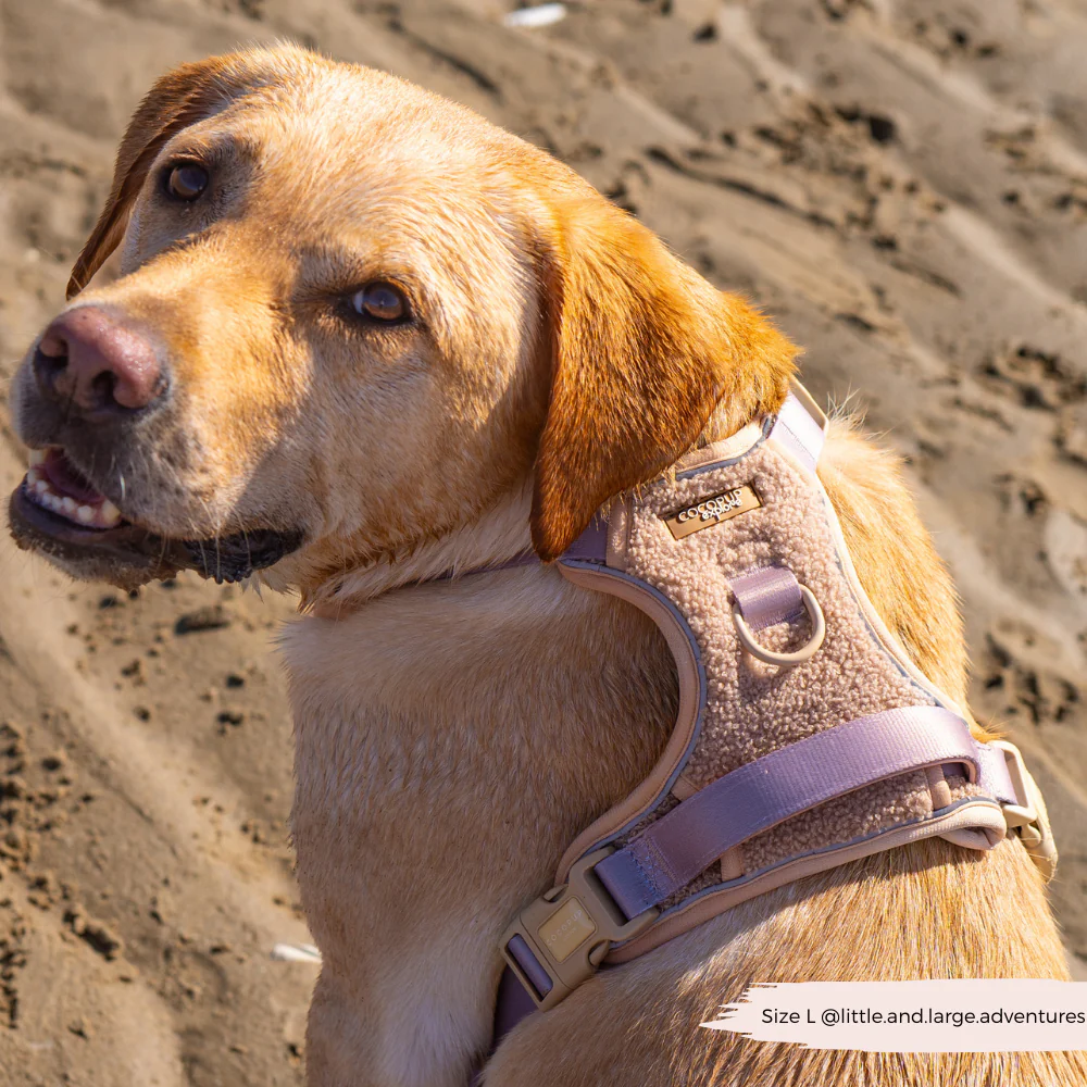 Explore Harness - Teddy Rupert - Image 11