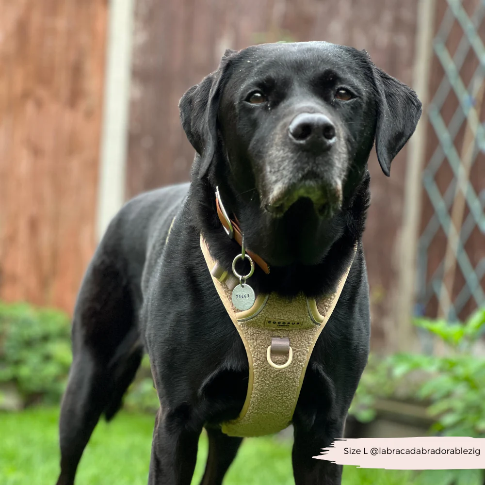 Explore Harness - Teddy Rupert - Image 12