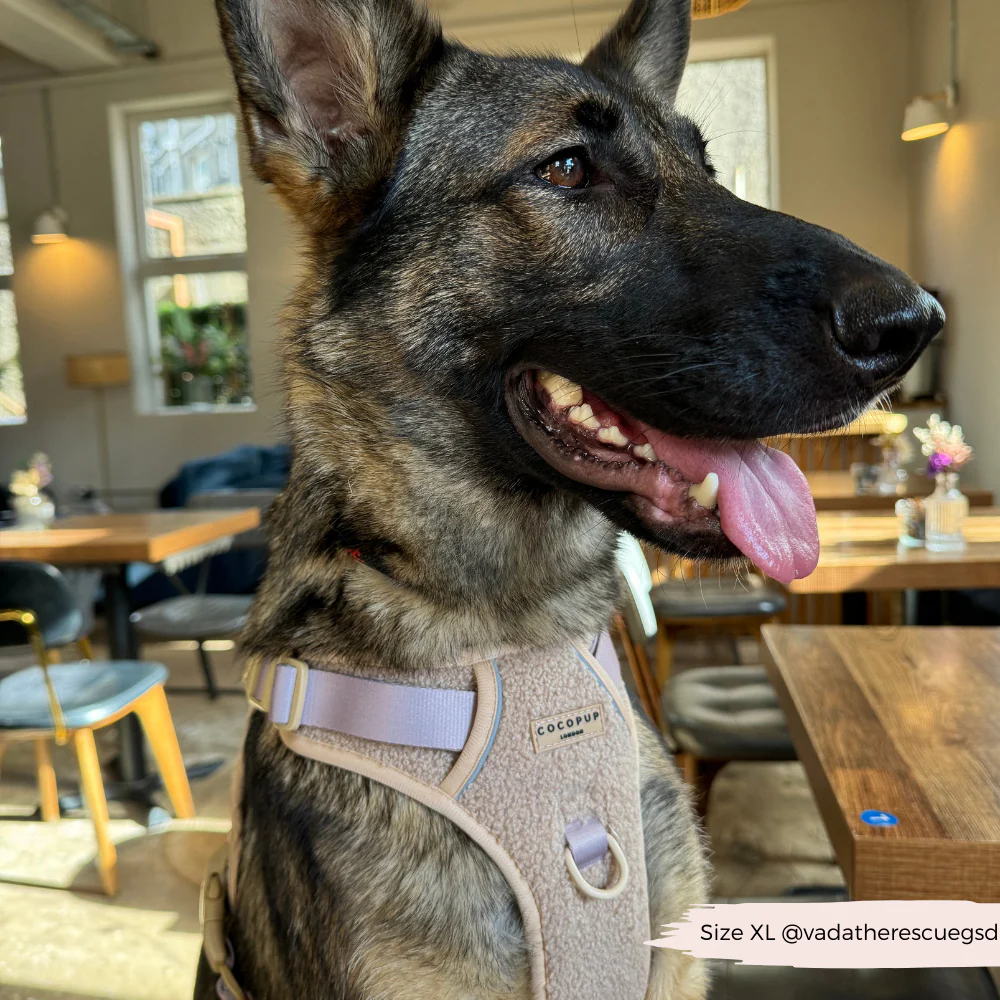 Explore Harness - Teddy Rupert - Image 20