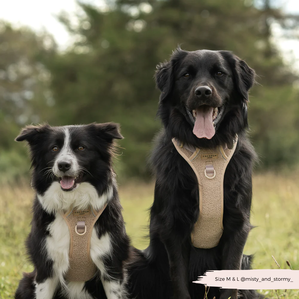 Explore Harness - Teddy Rupert - Image 21