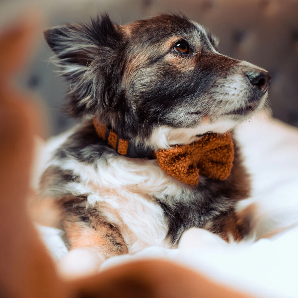 Teddy COLLAR - Paddington - Image 3