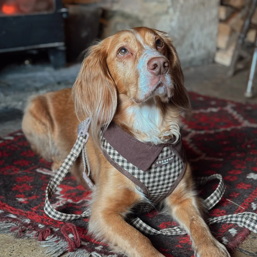 Cotswold Check Adjustable Neck Harness, Lead & Collar Bundle - Image 13
