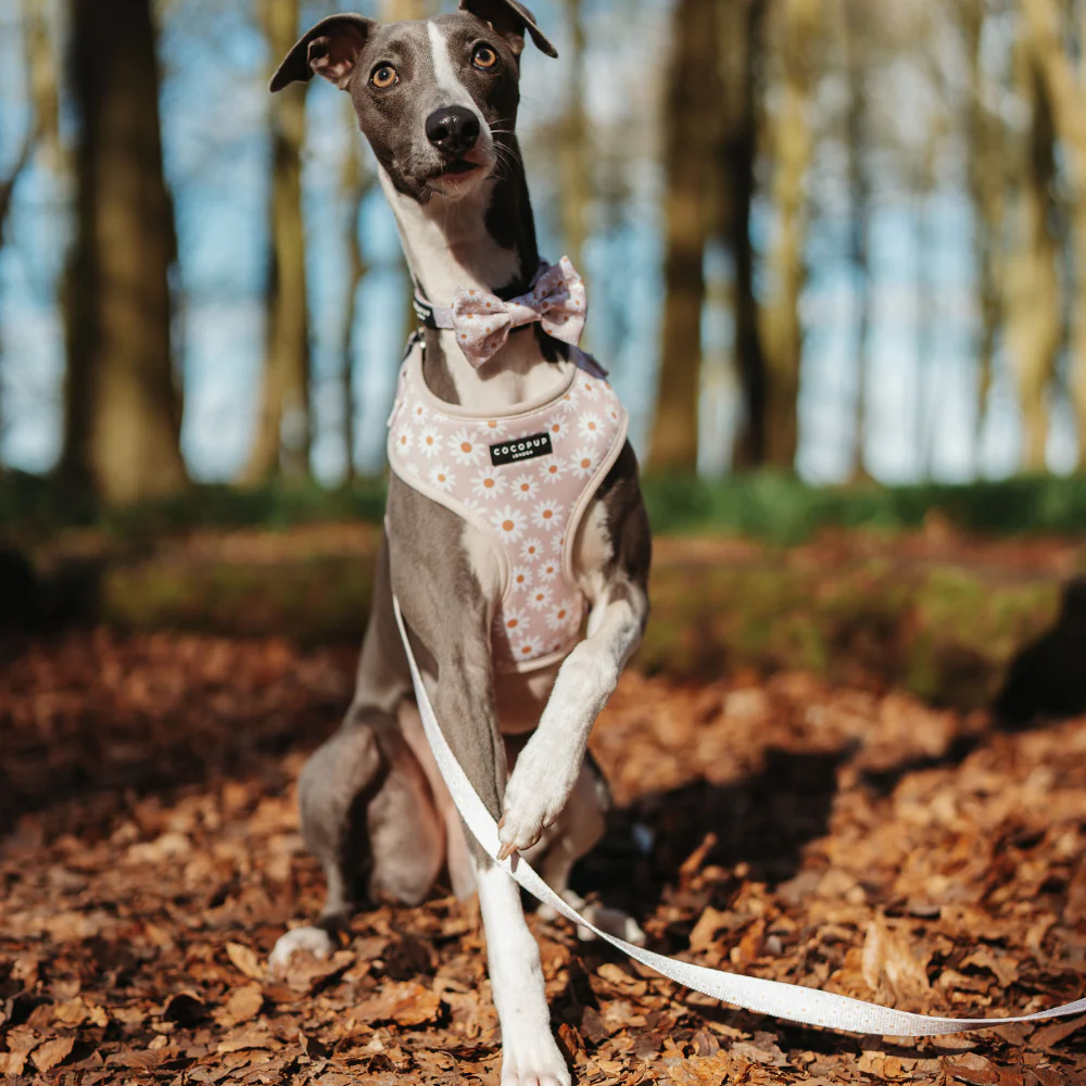 Daisy Chain Adjustable Neck Harness, Lead & Collar Bundle - Image 10
