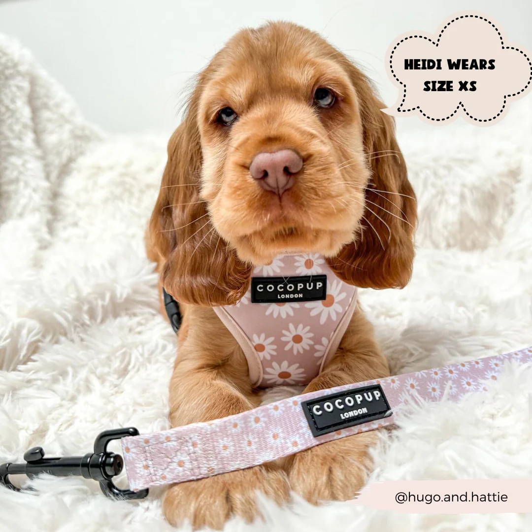 Daisy Chain Adjustable Neck Harness, Lead & Collar Bundle - Image 12
