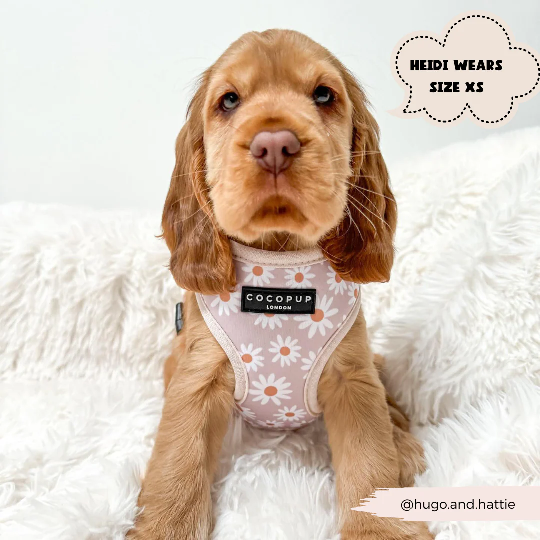 Daisy Chain Adjustable Neck Harness, Lead & Collar Bundle - Image 13