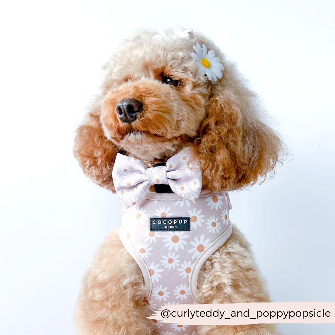 Daisy Chain Adjustable Neck Harness, Lead & Collar Bundle - Image 15