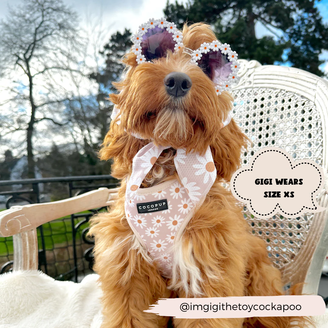 Daisy Chain Adjustable Neck Harness, Lead & Collar Bundle - Image 17