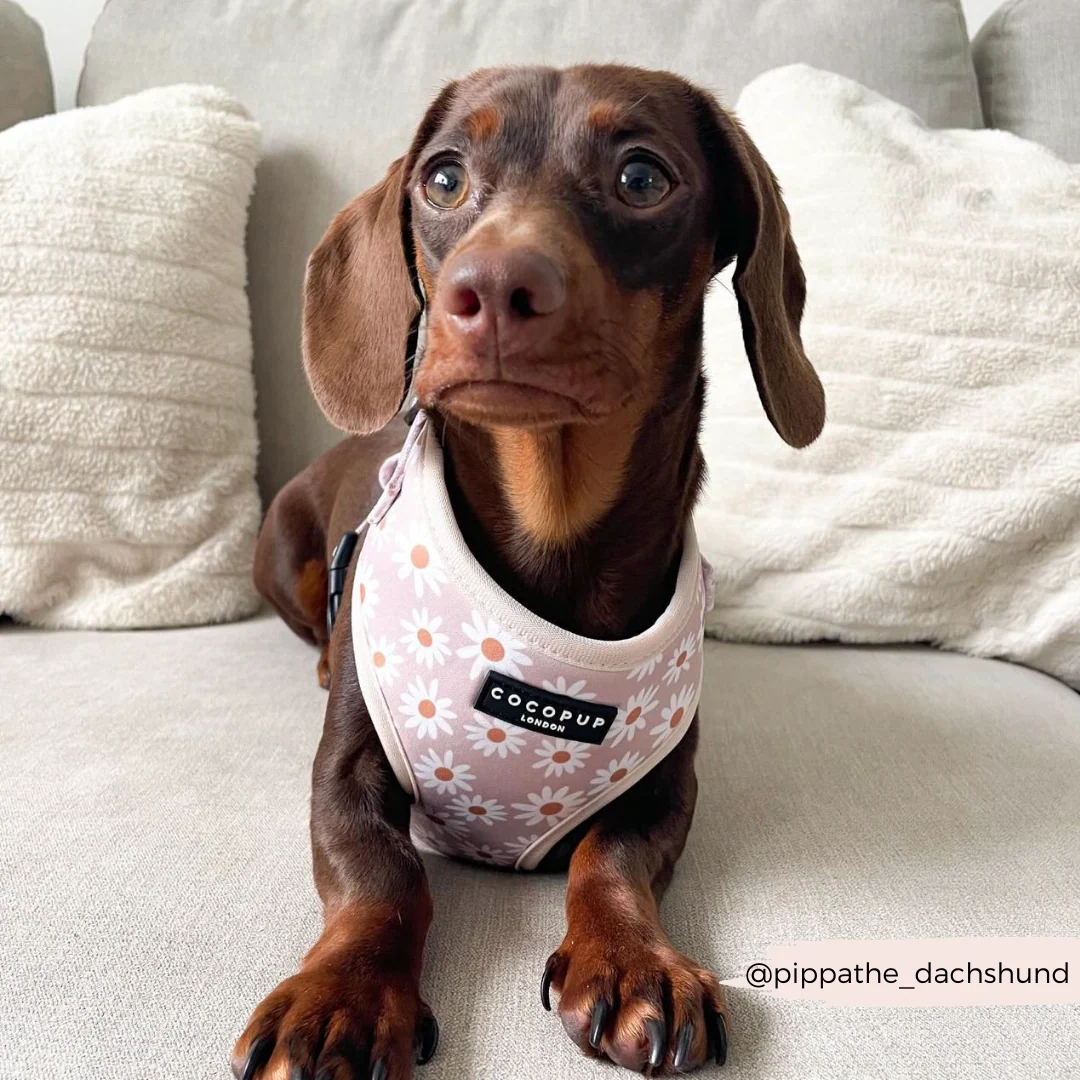 Daisy Chain Adjustable Neck Harness, Lead & Collar Bundle - Image 19