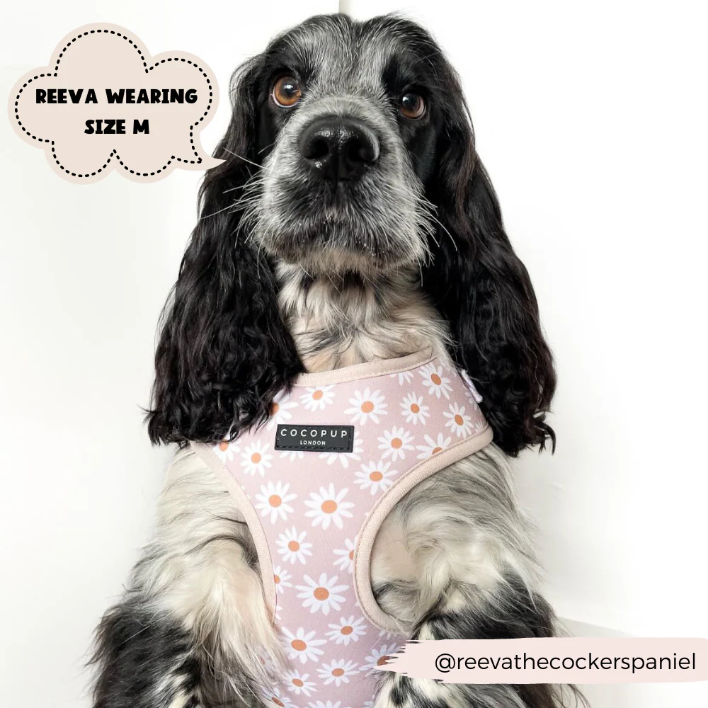 Daisy Chain Adjustable Neck Harness, Lead & Collar Bundle - Image 7